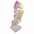 Statue en résine sur socle visage de femme multicolore sur fond blanc le signe du silence 64 cm